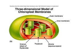 Where are chloroplasts found?